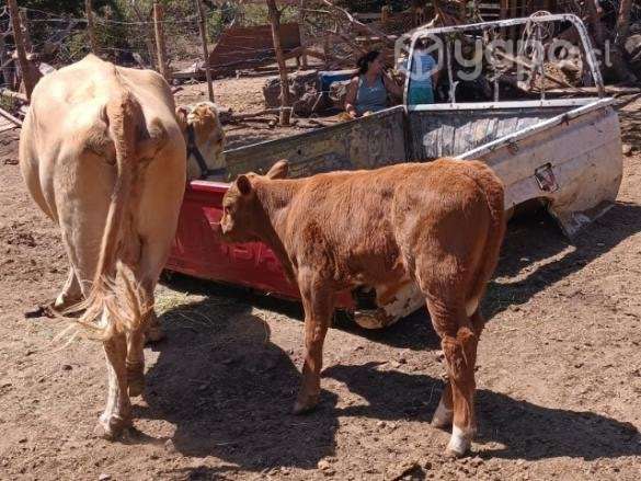 Vaca paria - Imagen 4