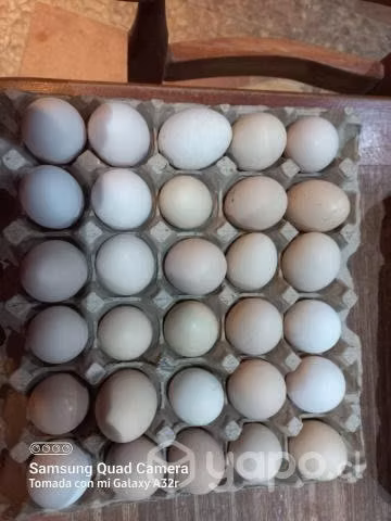 Huevos Fecundados