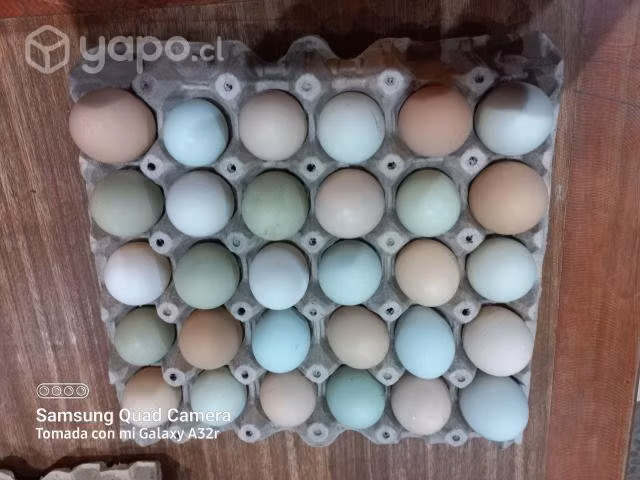 Huevos Fecundados