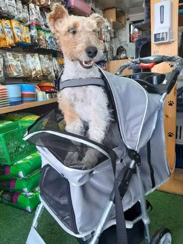Coche para perro