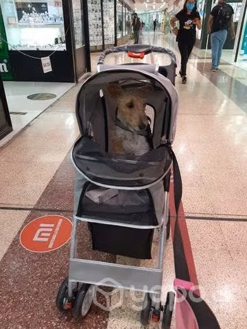 Coche para perro