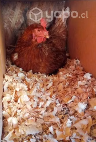 Gallinas