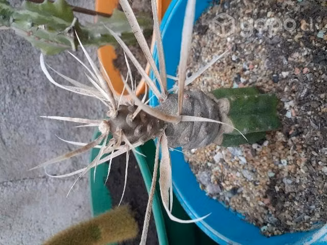 Cactus y suculenta - Imagen 6