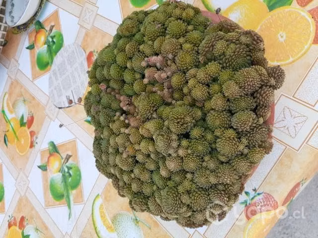 Cactus y suculenta - Imagen 4