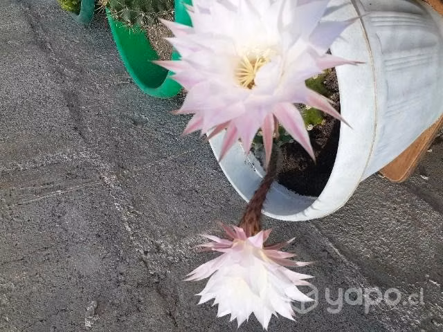 Cactus y suculenta