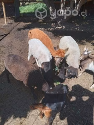 Alpaca, muflon y otros