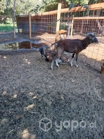 Alpaca, muflon y otros