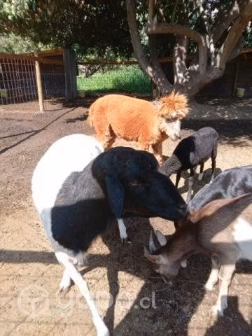 Alpaca, muflon y otros