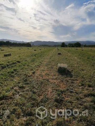 fardos de alfalfa