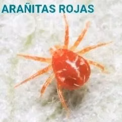 Control de arañitas rojas y tijeretas