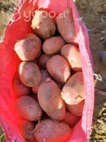 Papas nuevas