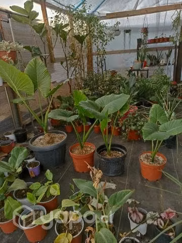 Mantos de Eva