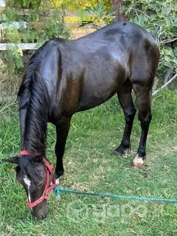 Yegua 9 años