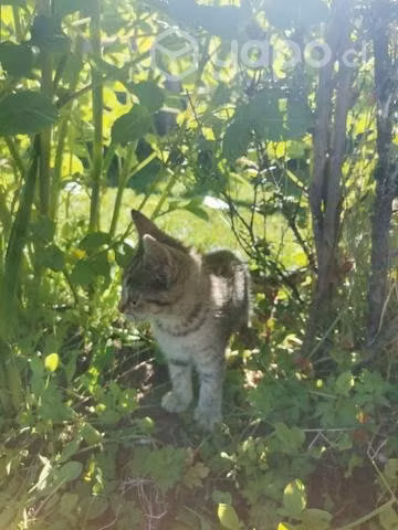 Gatitos de adopción