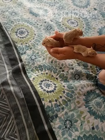 Jerbos de Dos meses