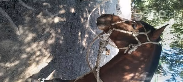 Caballo Colorado