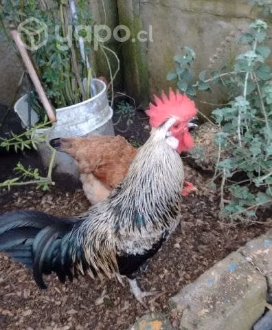 Gallo de 1 año imedio ya canta y pisa