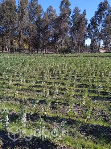 propiedad comercial kilómetro 441