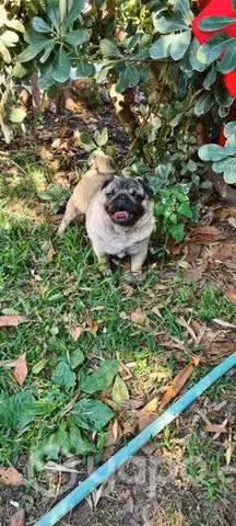 Macho pug - Imagen 5