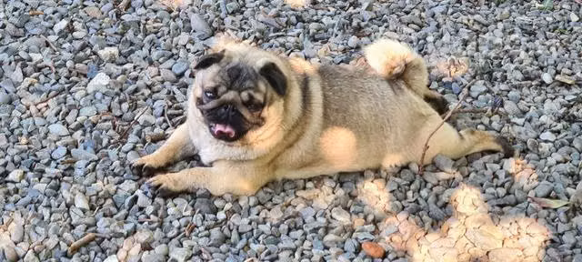 Macho pug