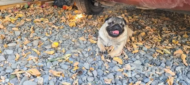 Macho pug - Imagen 3
