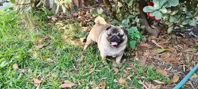 Macho pug - Imagen 4
