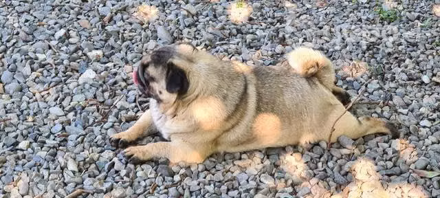 Macho pug - Imagen 2