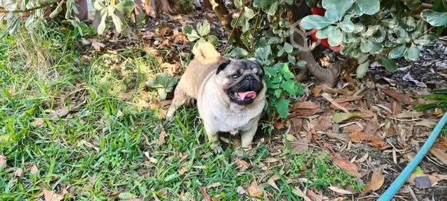 Macho pug - Imagen 6