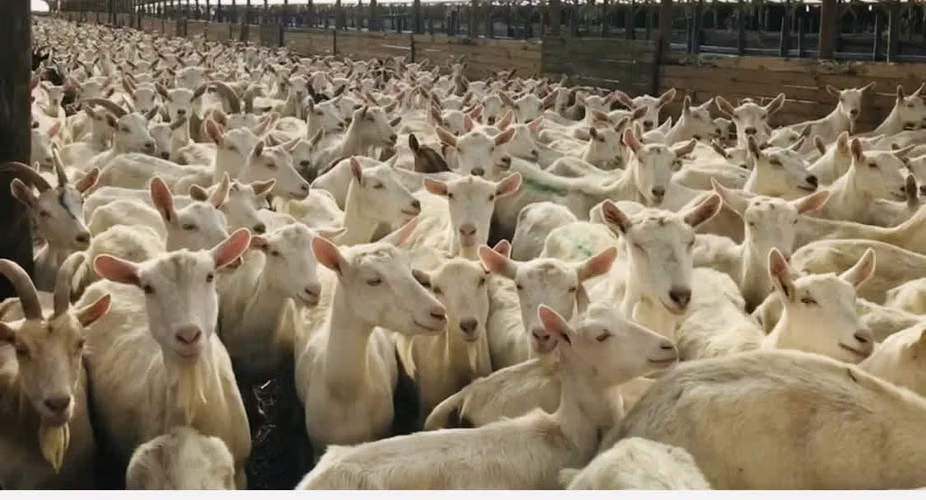 Cabras maltonas