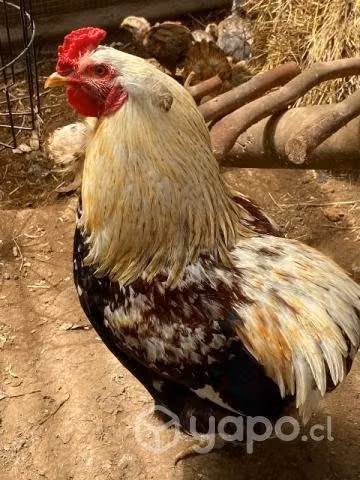 Gallo kollonco - Imagen 2