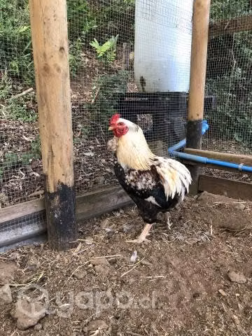 Gallo kollonco - Imagen 6
