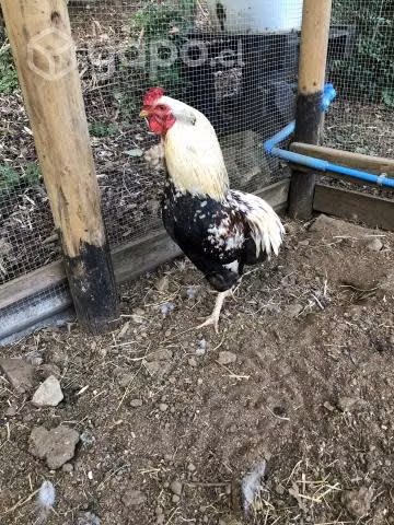 Gallo kollonco - Imagen 4