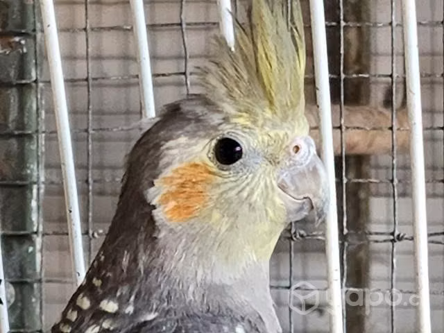 Jaulas para aves