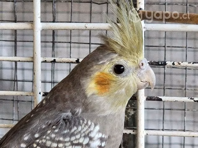 Jaulas para aves - Imagen 2