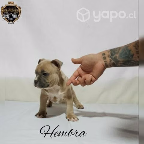 Cachorros American Bully - Imagen 3