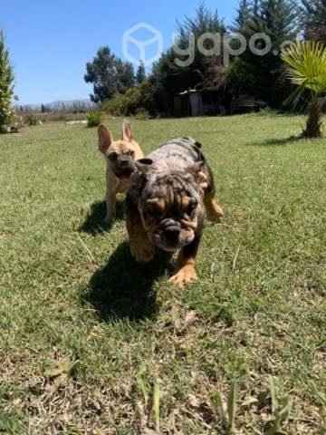 Bulldog ingles exótico