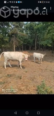 Vaca parida - Imagen 2