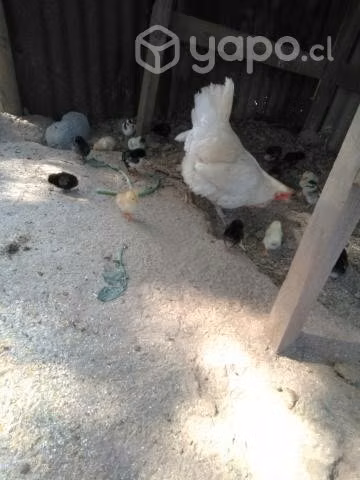 Pollitos
