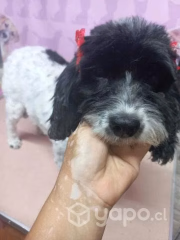 Pascualita linda perrita en busca de una Dog.Lover