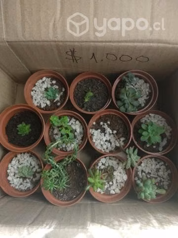Souvenir suculentas