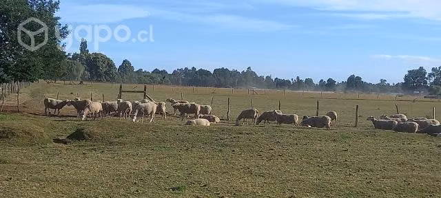 Borregas y ovejas - Imagen 3