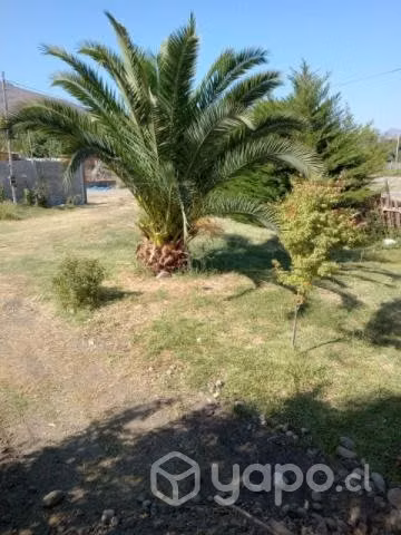 Palmera