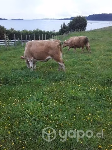 Yunta cenizas