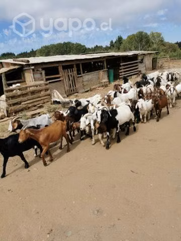 chivos criollos por lotes y separados