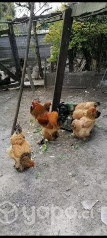 Gallinas brahma