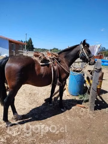 Caballo - Imagen 4
