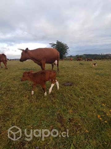 Vaca más cría