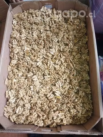 Nueces mariposa del año 2022