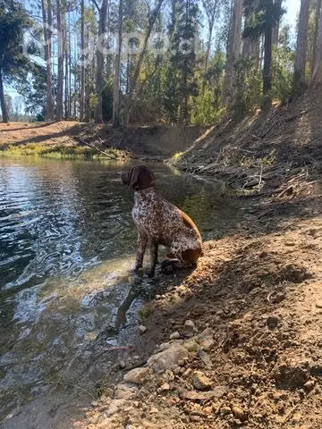 Perro braco alemán busca novia