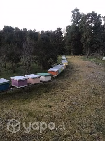 colmenas de abeja en cámara de cría